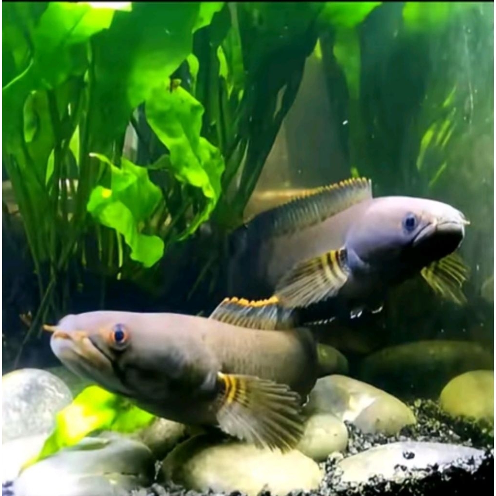 channa limbata 1pair/ jantan betina uk 10-13