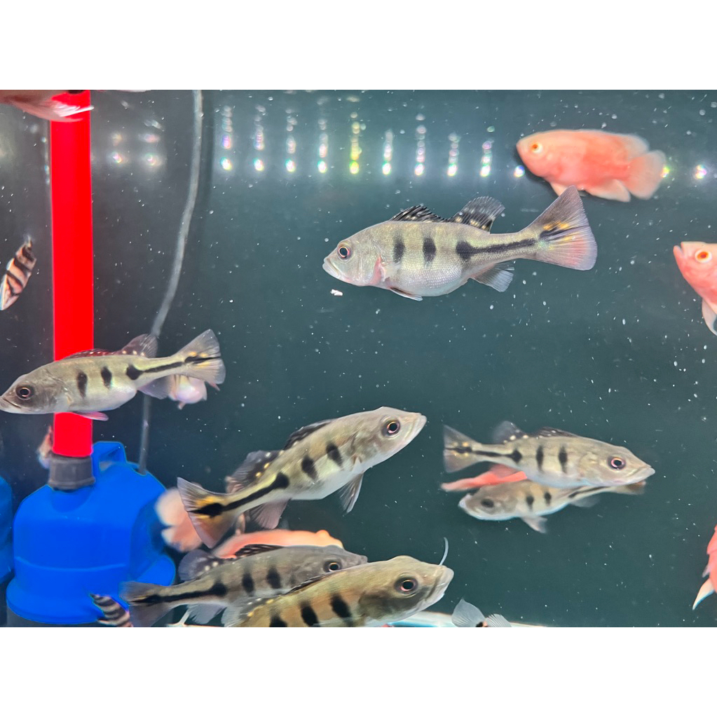 peacock bass brocopondo 9-10cm