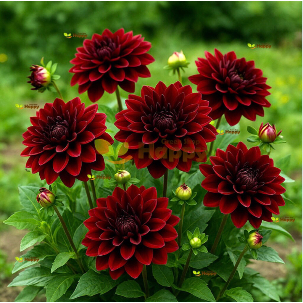 Benih Dahlia Bloody Mary Dwarf