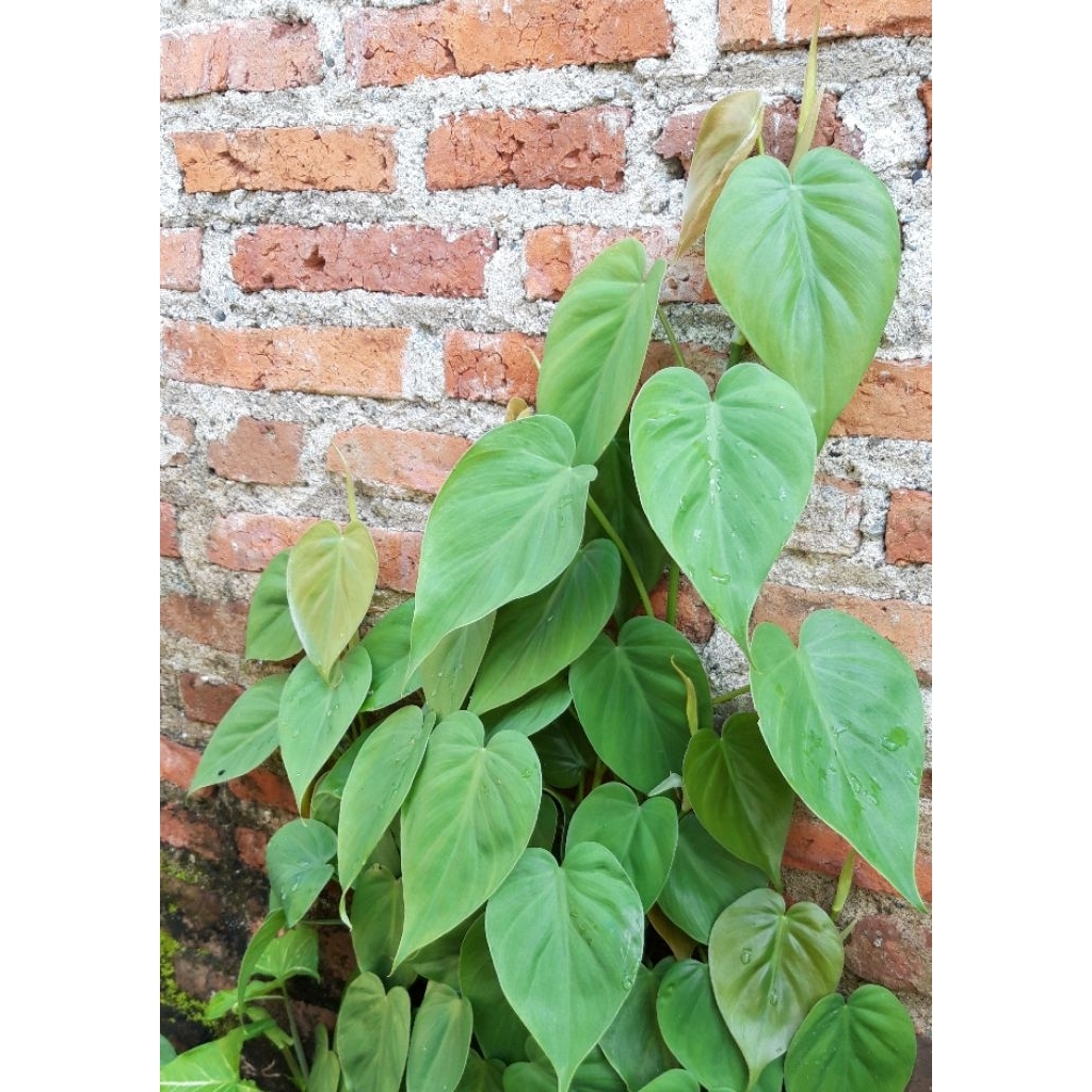 (Ukuran Big/Besar/Jumbo Daun 3-4) Sirih Brazil Cordatum