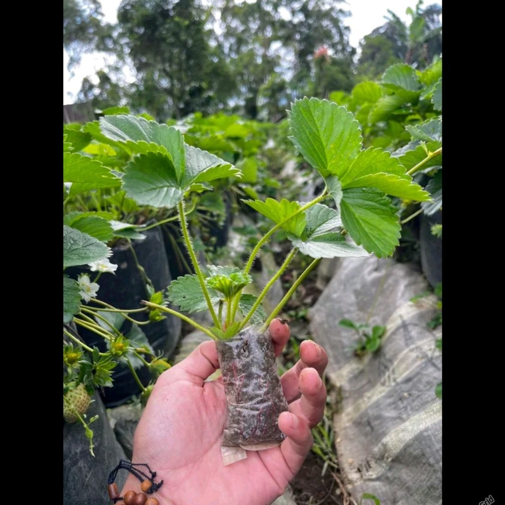 Bibit Strawberry Super Manis Jumbo