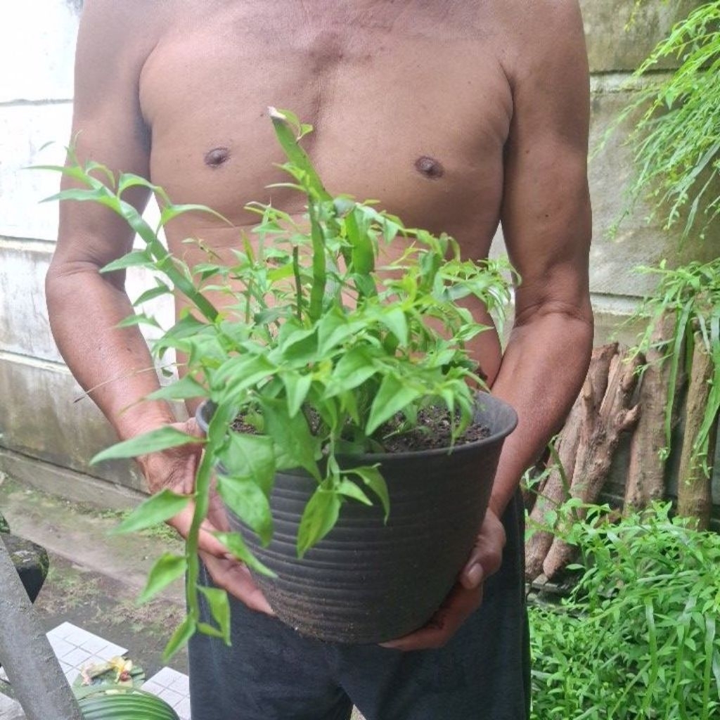 kayu sulaiman
