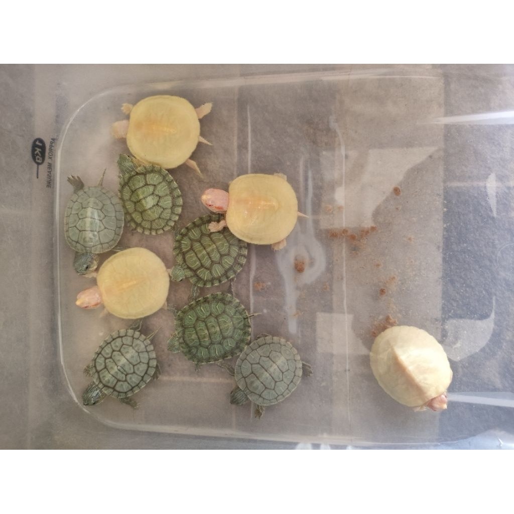 Albino Kura2 Res Albino Het Albino Mainan Anak Peliharaan