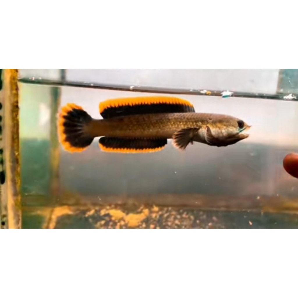 Channa Limbata WC Mental Galak 7-10cm( Single Tank)