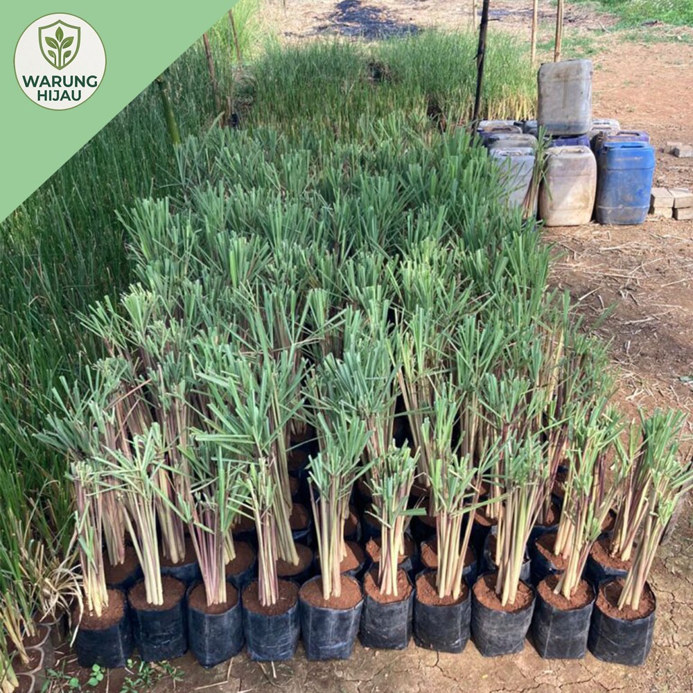bibit sere merah berkualitas/serai wangi/sere lanang