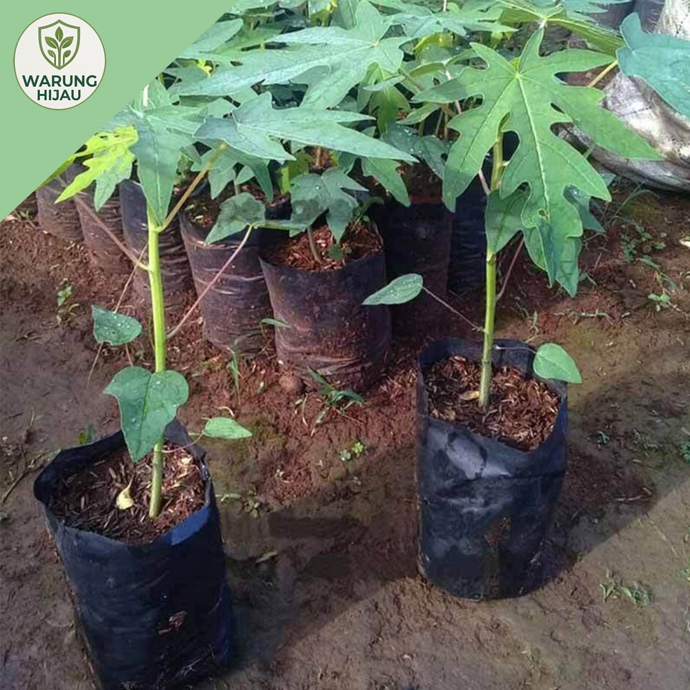 bibit pepaya local pepaya manis unggul