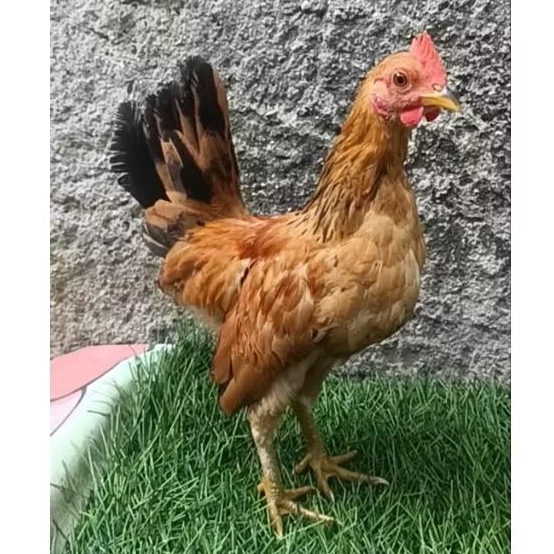 ayam kate jantan muda