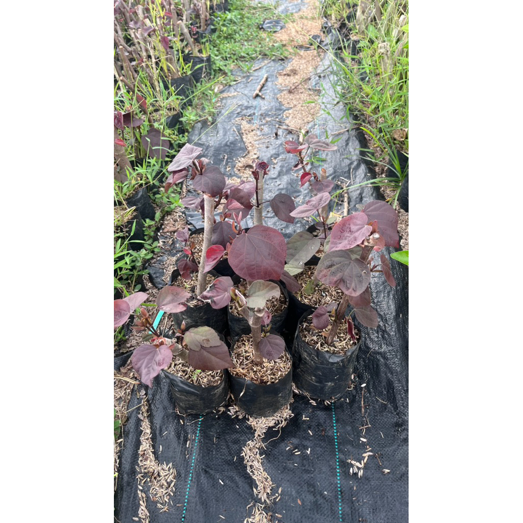 BAHAN BONSAI WARU MERAH SUPER RED