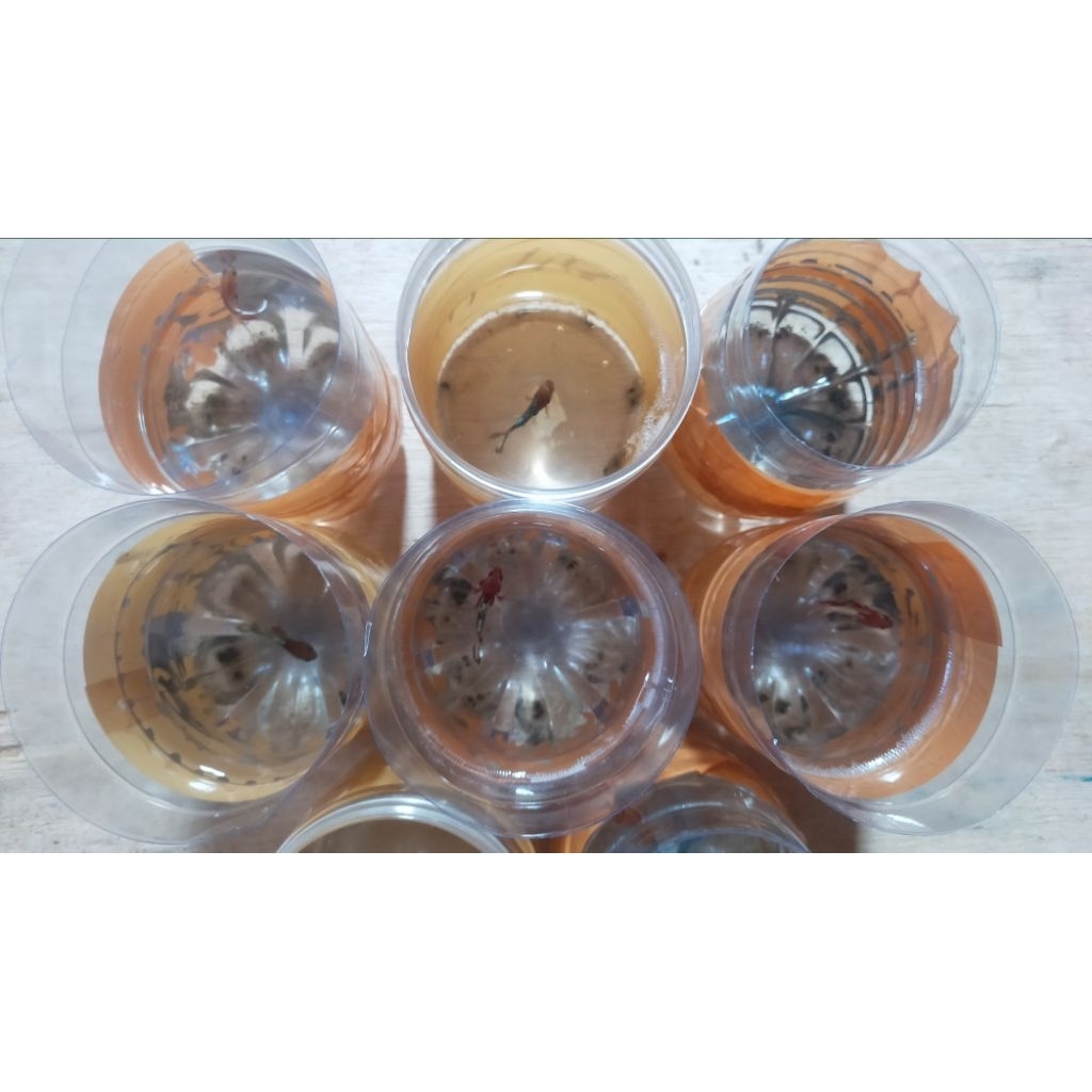 Cupang Reject/Sortiran Murah 12000 dapat 5 ekor (fccp/blacksamurai/multicolor/halfmoon/dumboear) RAN