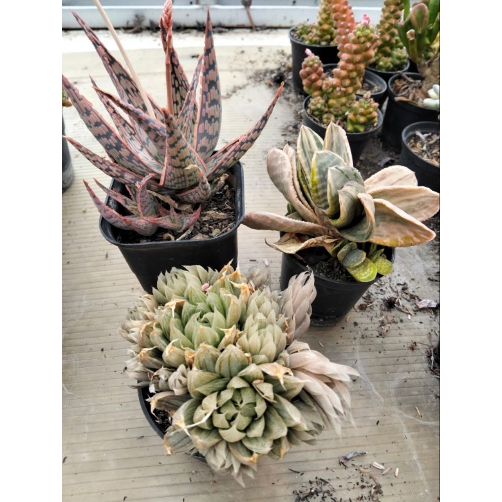 paket sukulen gasteria aloe