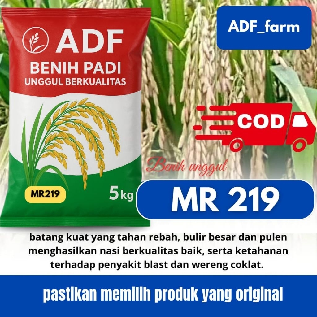 BIBIT PADI UNGGUL BERKUALITAS MR 219 KEMASAN 5 KG
