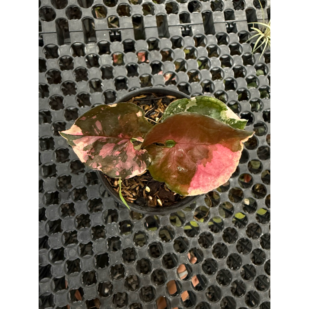 syngonium strawberry ice galaxy