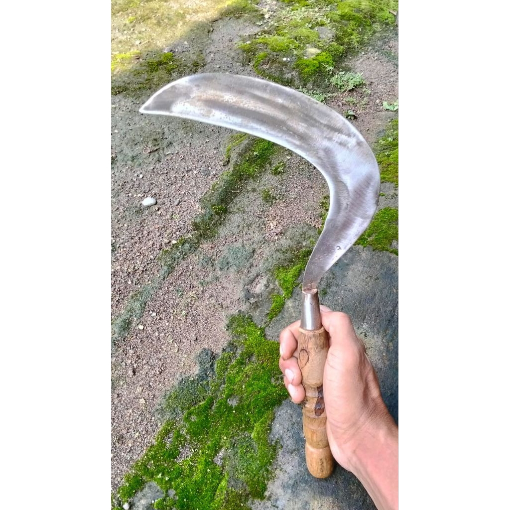 Sabit arit bahan baja pir putih sudah disepuh