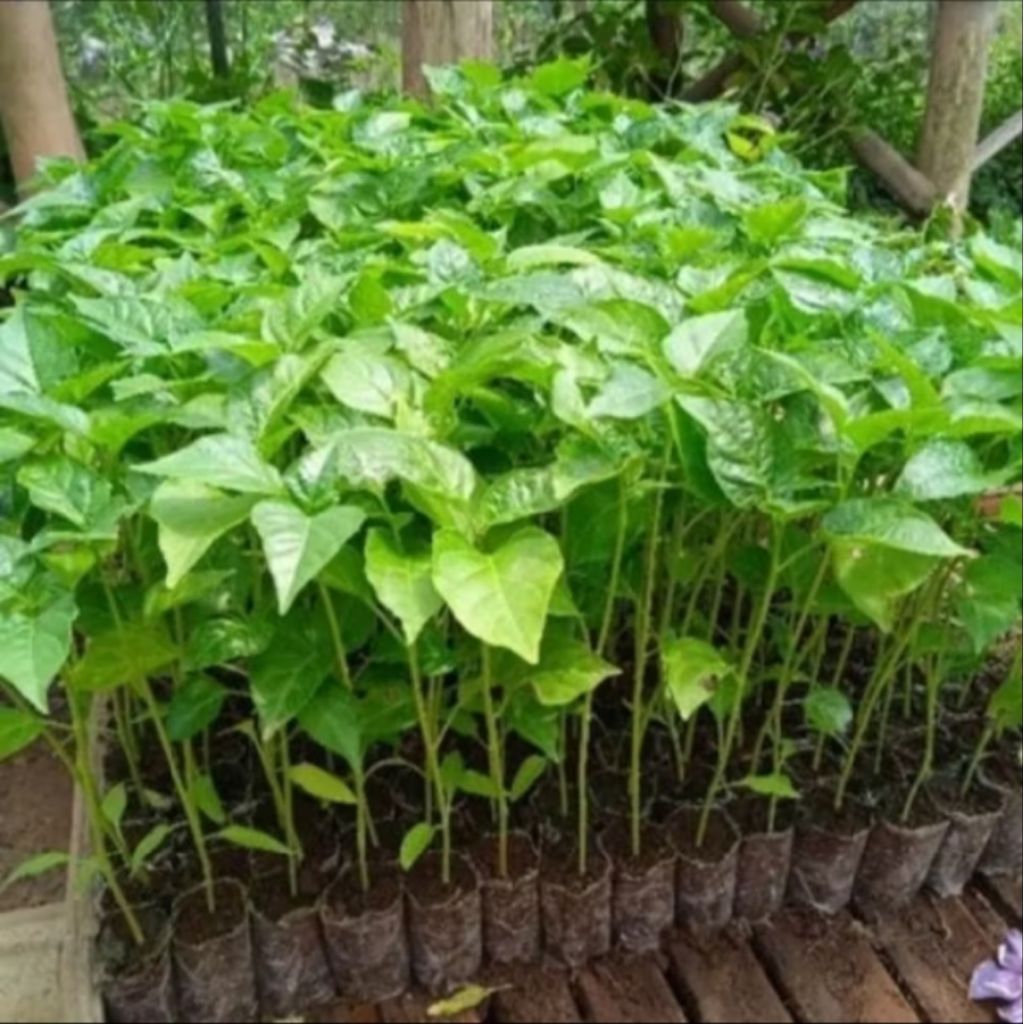 tanaman bibit siap tanam cabe rawit