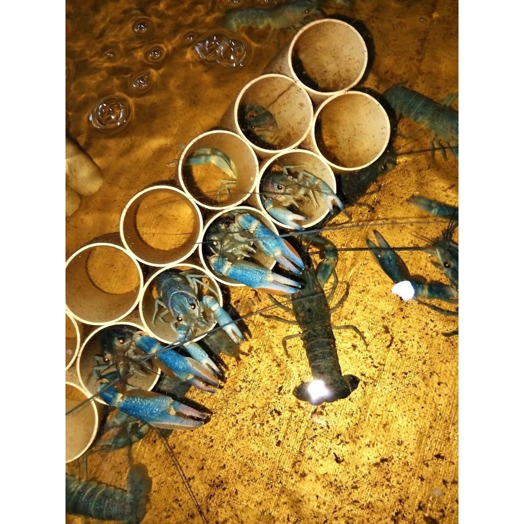 Udang /Lobster Hidup 1 inchi /Pengiriman Kilat