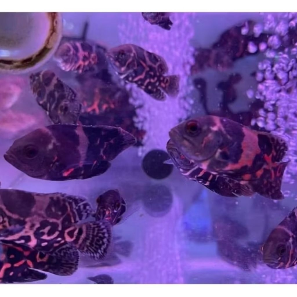 paket 10e ikan bibit oscar tiger black