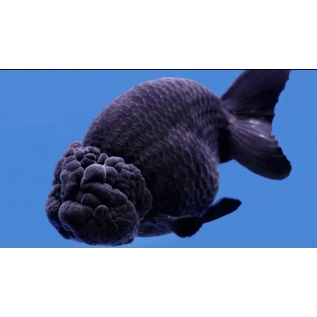 (Seafood) Black Ranchu Grade A Rare L-XL