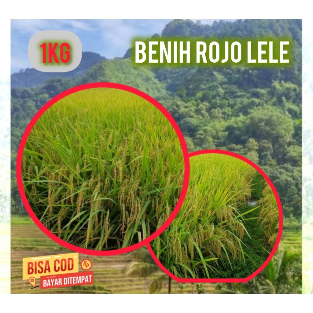 benih padi rojo lele 1kg