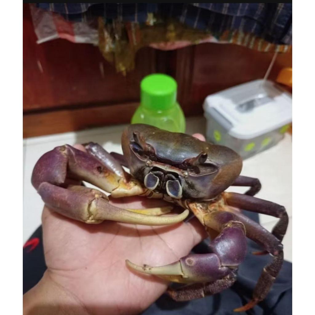 kepiting darat kepiting kibau 50 % jinak | kepiting hias | kepiting peliharaan