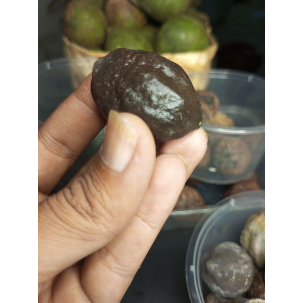 Muncang Adu Garut Si Luna (Joker x Mile) kuat dan luat