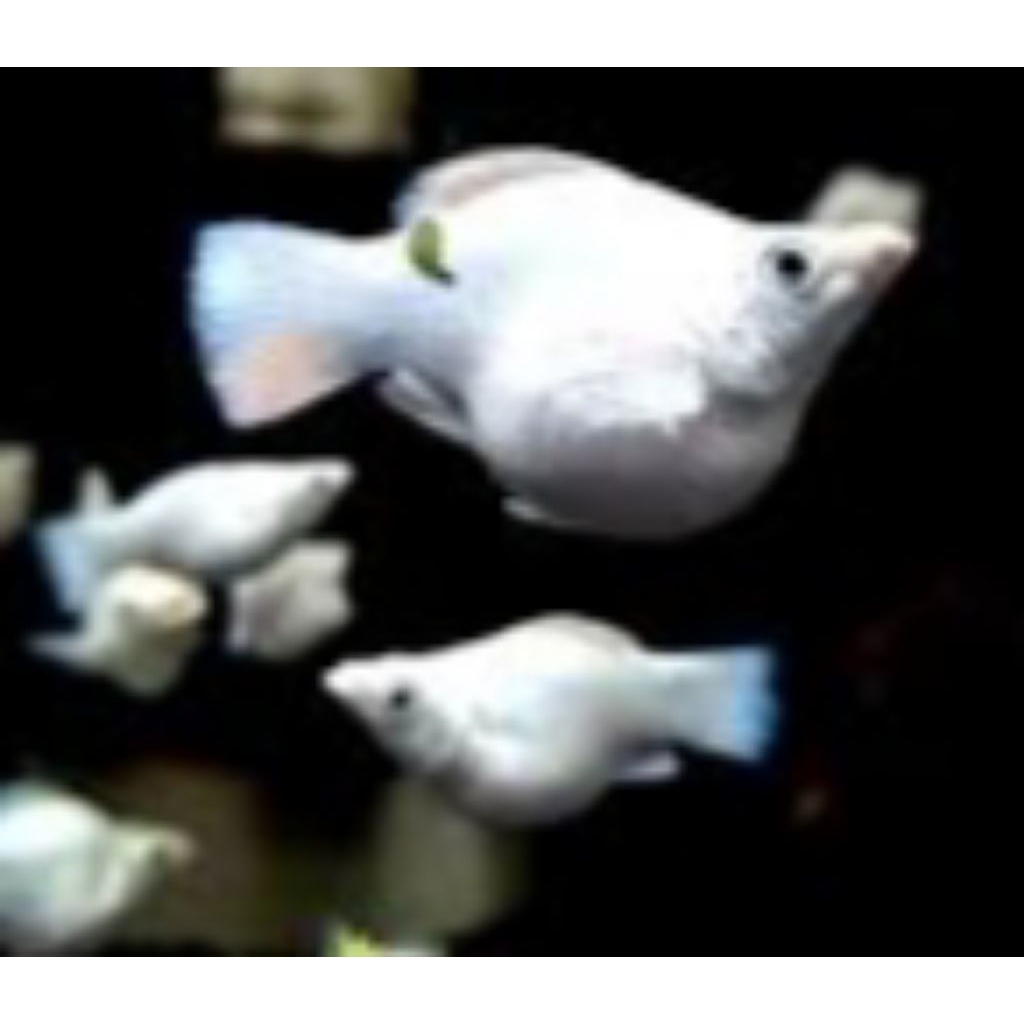 molly ballon platinum