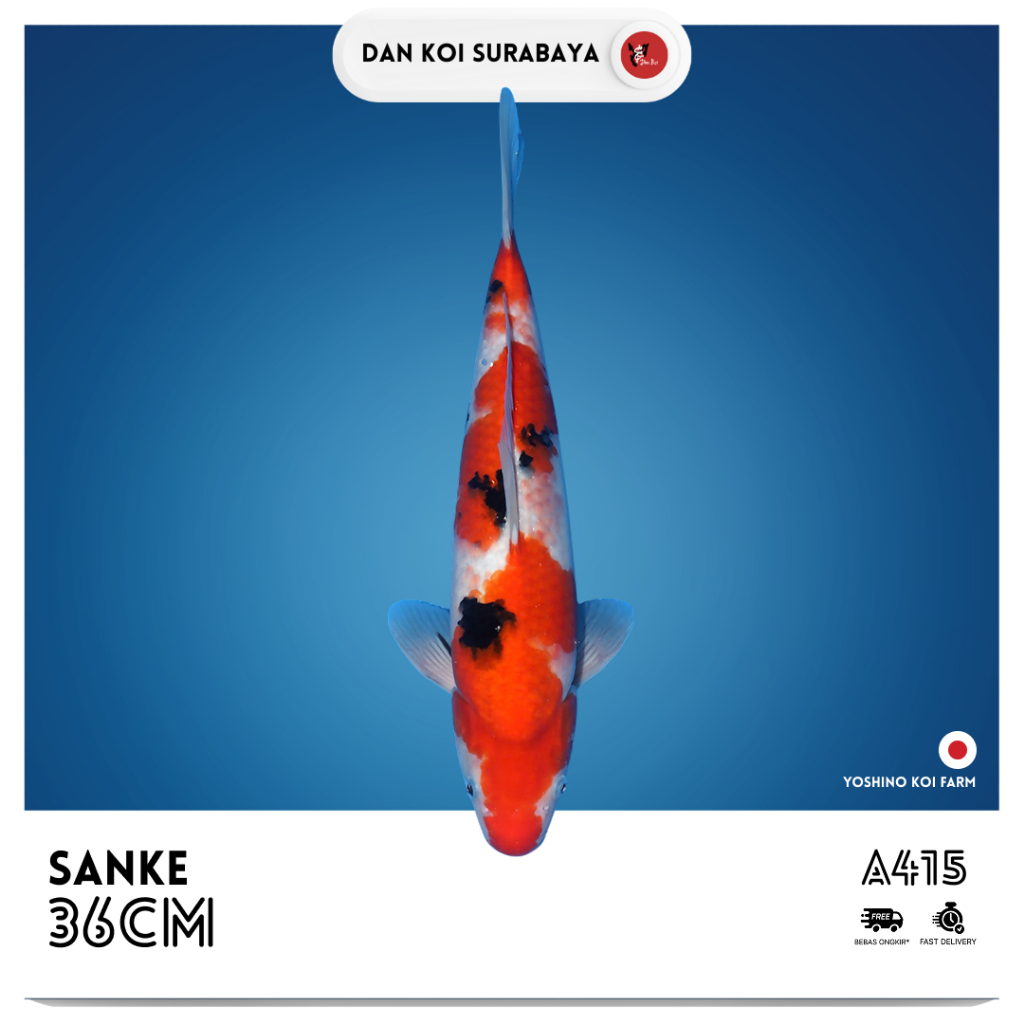 Ikan Koi Import Sanke (Yoshino Koi Farm) Bloodline Dainichi Kode A415