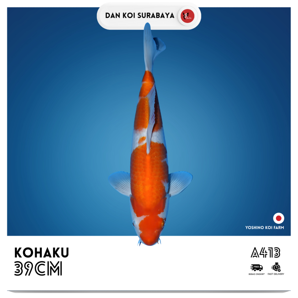 Ikan Koi Import Kohaku (Yoshino Koi Farm) Bloodline Dainichi Kode A413