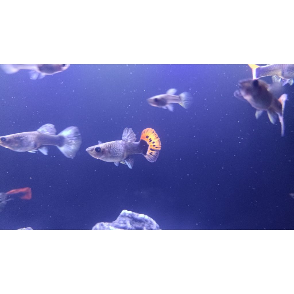 Guppy Platinum Red Tail Dumbo Ear (PRTDE)