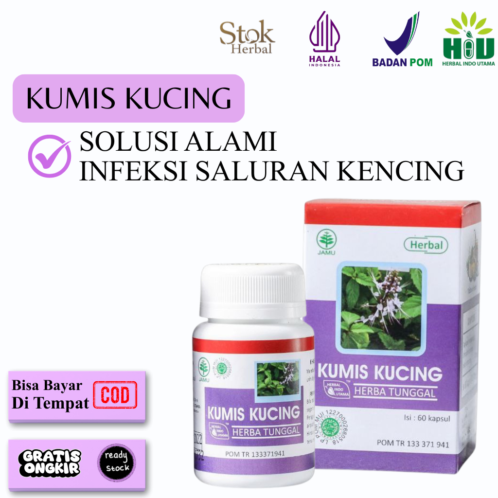 HIU Bantugin Kumis Kucing Tempuyung Obat Herbal Batu Ginjal, Infeksi Saluran Kencing, ISK, Sakit Pin