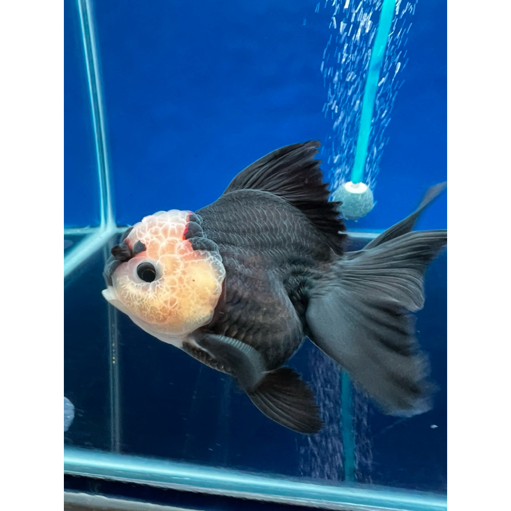 Ikan mas koki oranda panda hitam