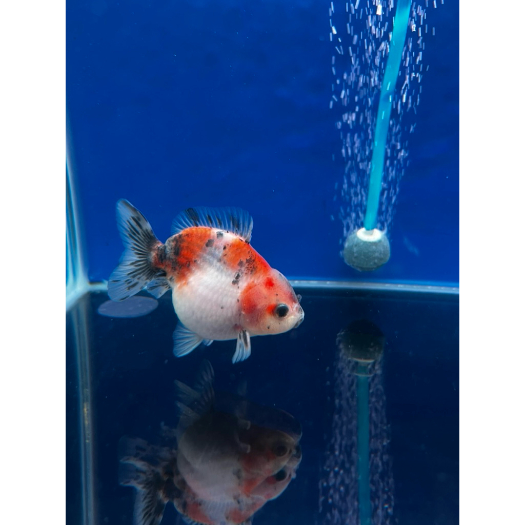 Ikan mas koki OST oranda pw calico