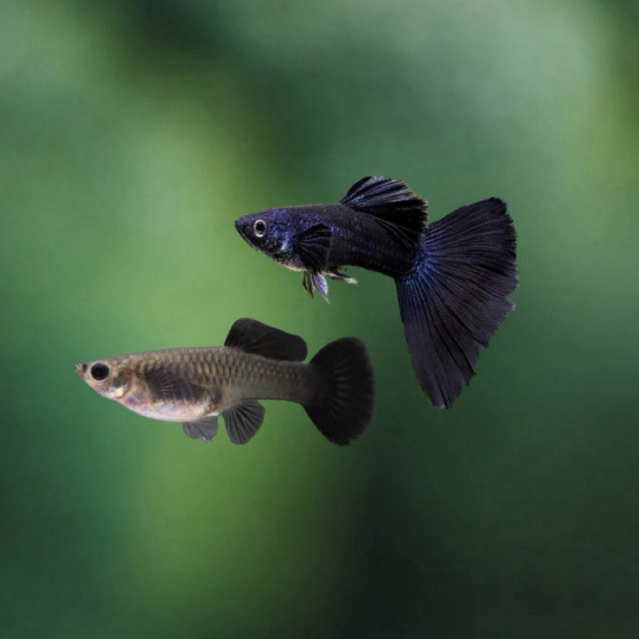 [Chan Aquatic Reguler] Ikan Hias Guppy Black Moscow Sepasang