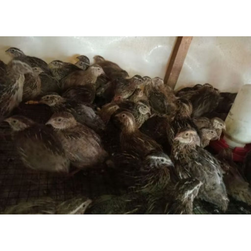 burung puyuh afkir - puyuh betina - puyuh petelur afkir