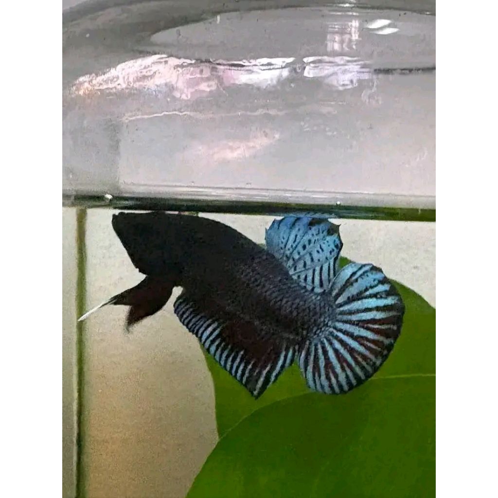 cupang adu anakan import thailand