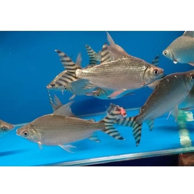 American Yellow Flagtail / Feifeng 22cm - Ikan Pembersih Lumut