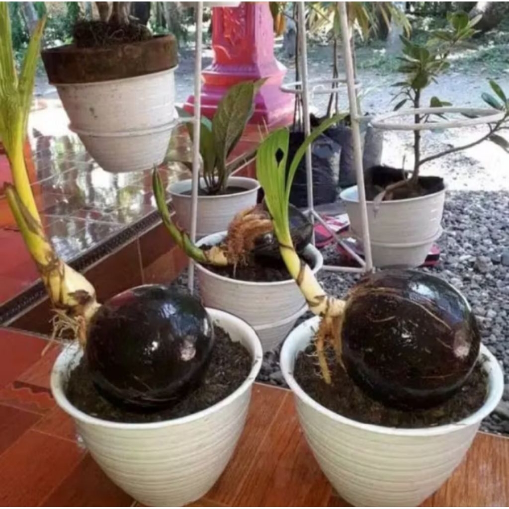 bonsai kelapa sudah jadi tanaman hias bonsai kelapa mini