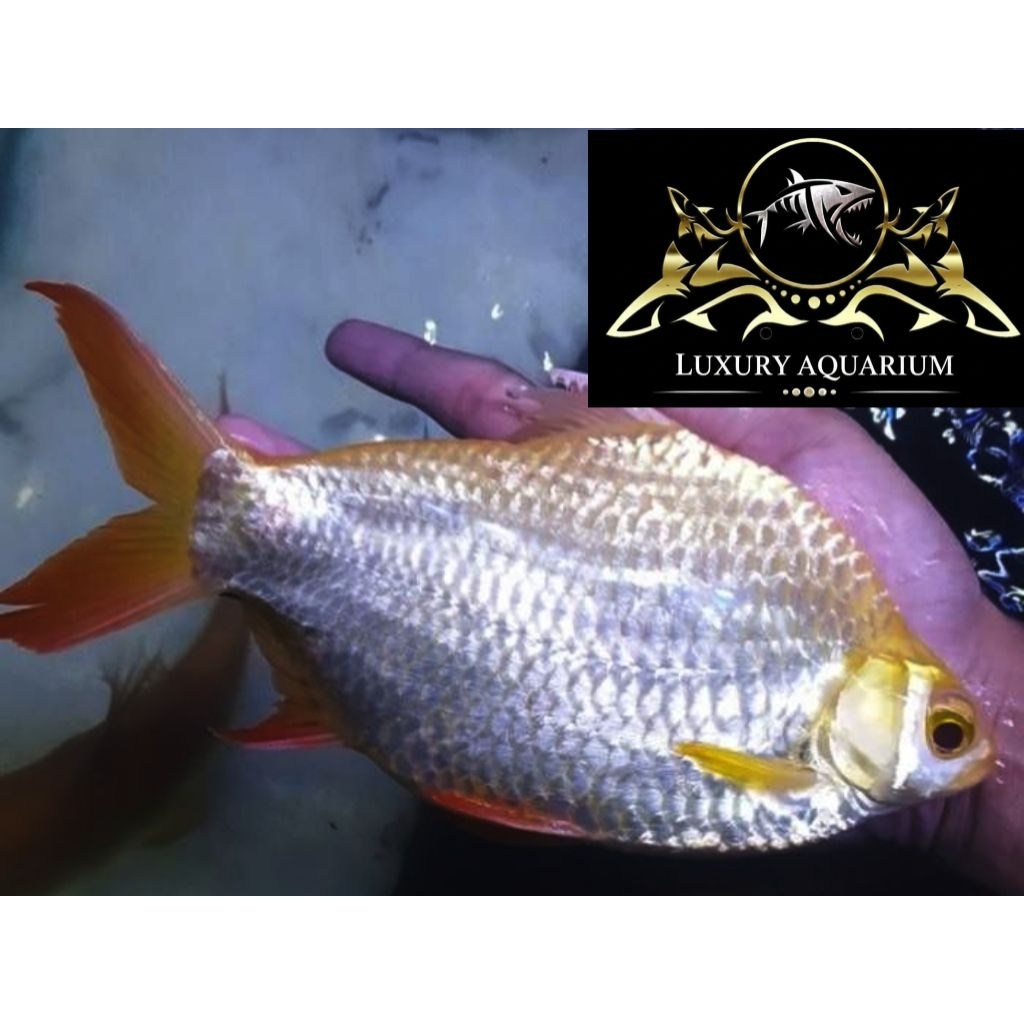 Kaviat Albino Jumbo 22cm - Ikan Pembersih Dasar Aquarium Kolam
