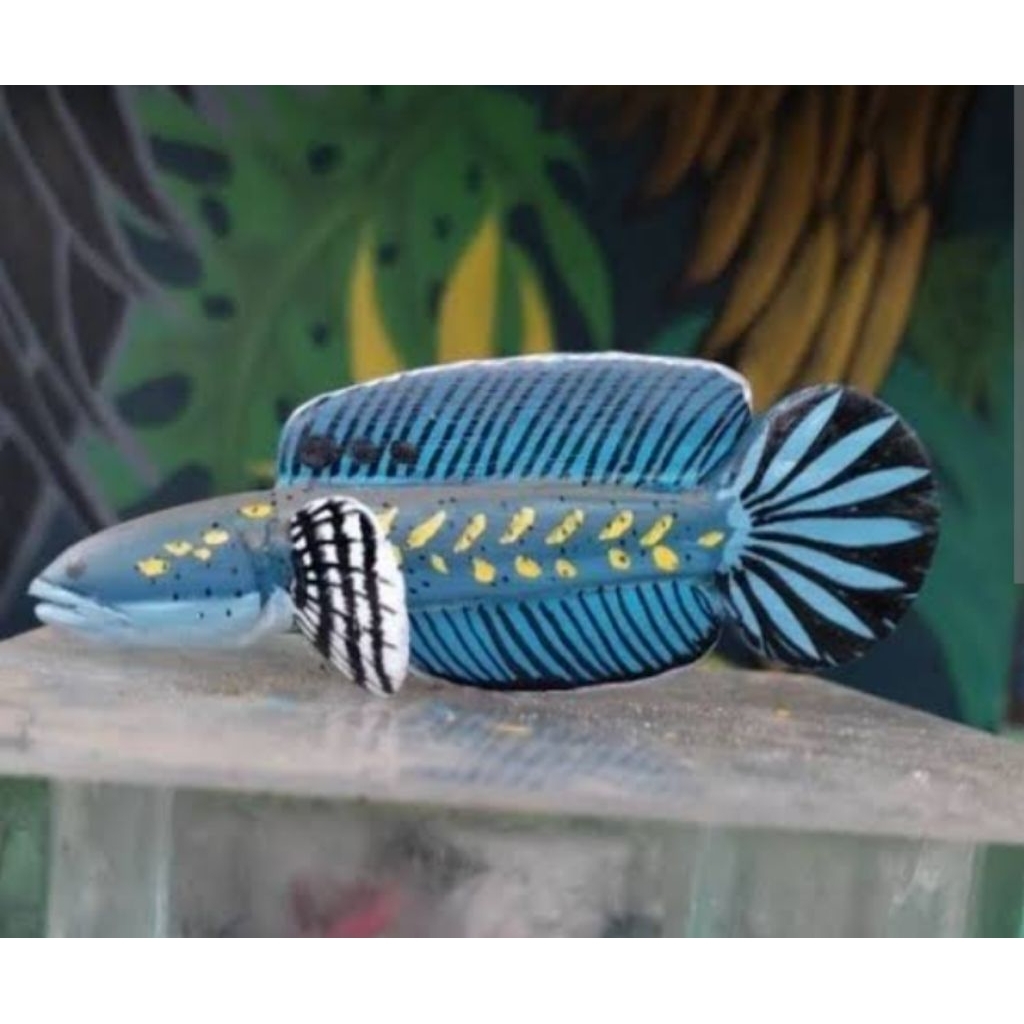 Patung Blue Pulcra Single Tank