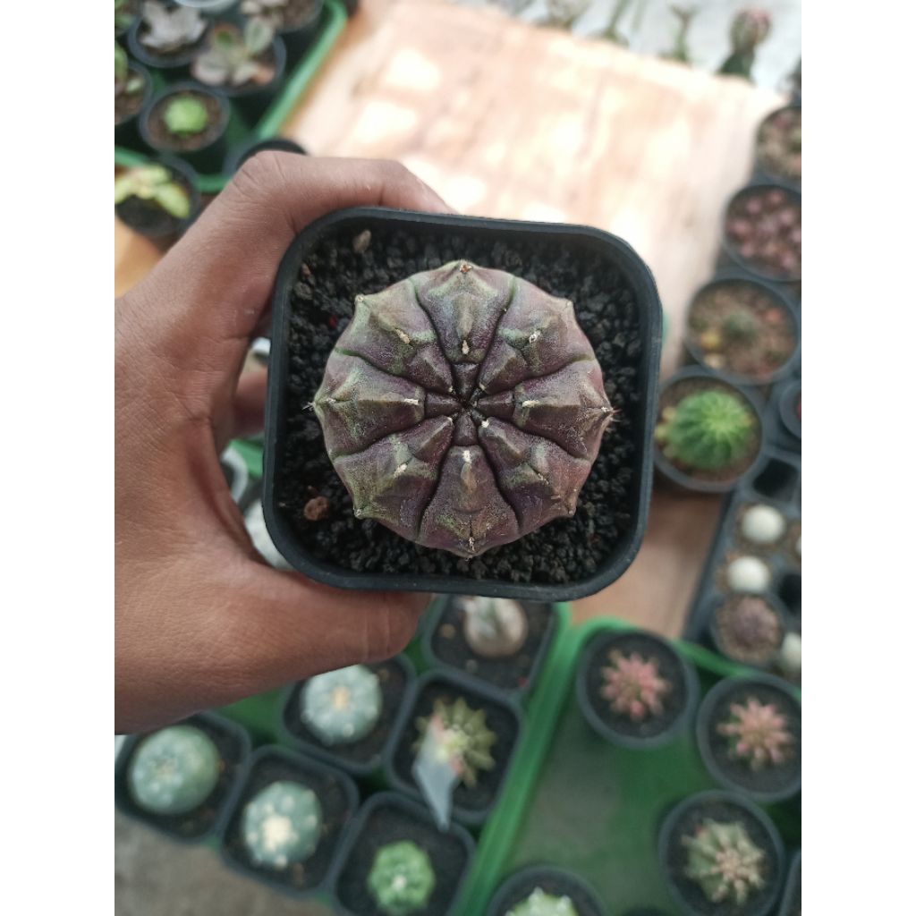 kaktus gymno daydream/kaktus mini/kaktus sukulen/kaktus murah