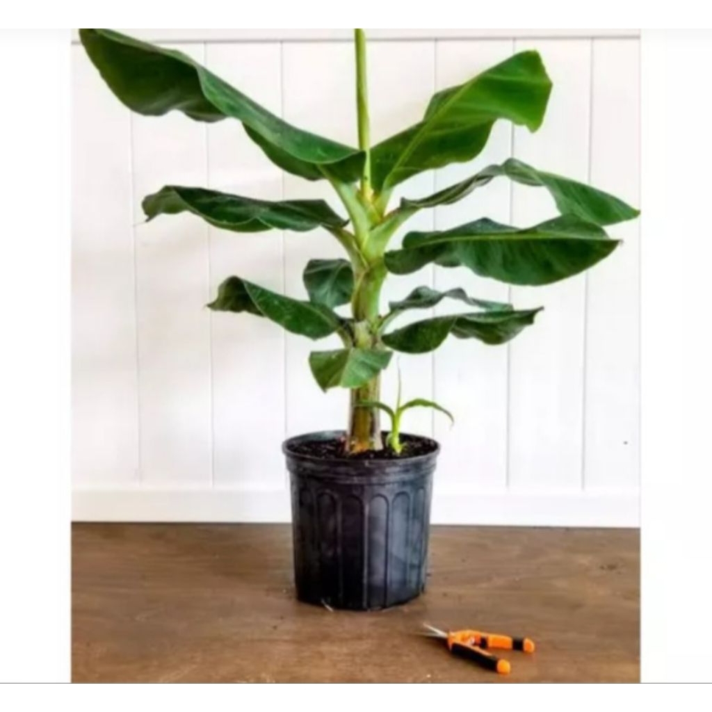 BIBIT PISANG CAVENDISH KERDIL DWARF CAVENDISH