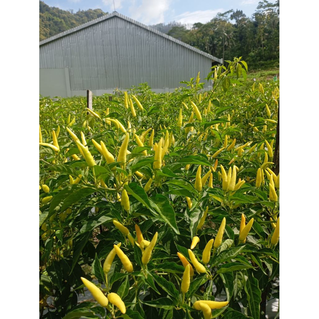 cabai rawit 1kg  fresh Langsung dari petani