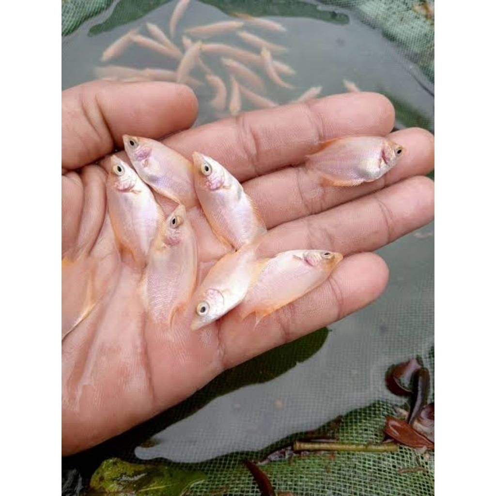 bibit gurame padang(merah)(harga paketan) khusus via instan.