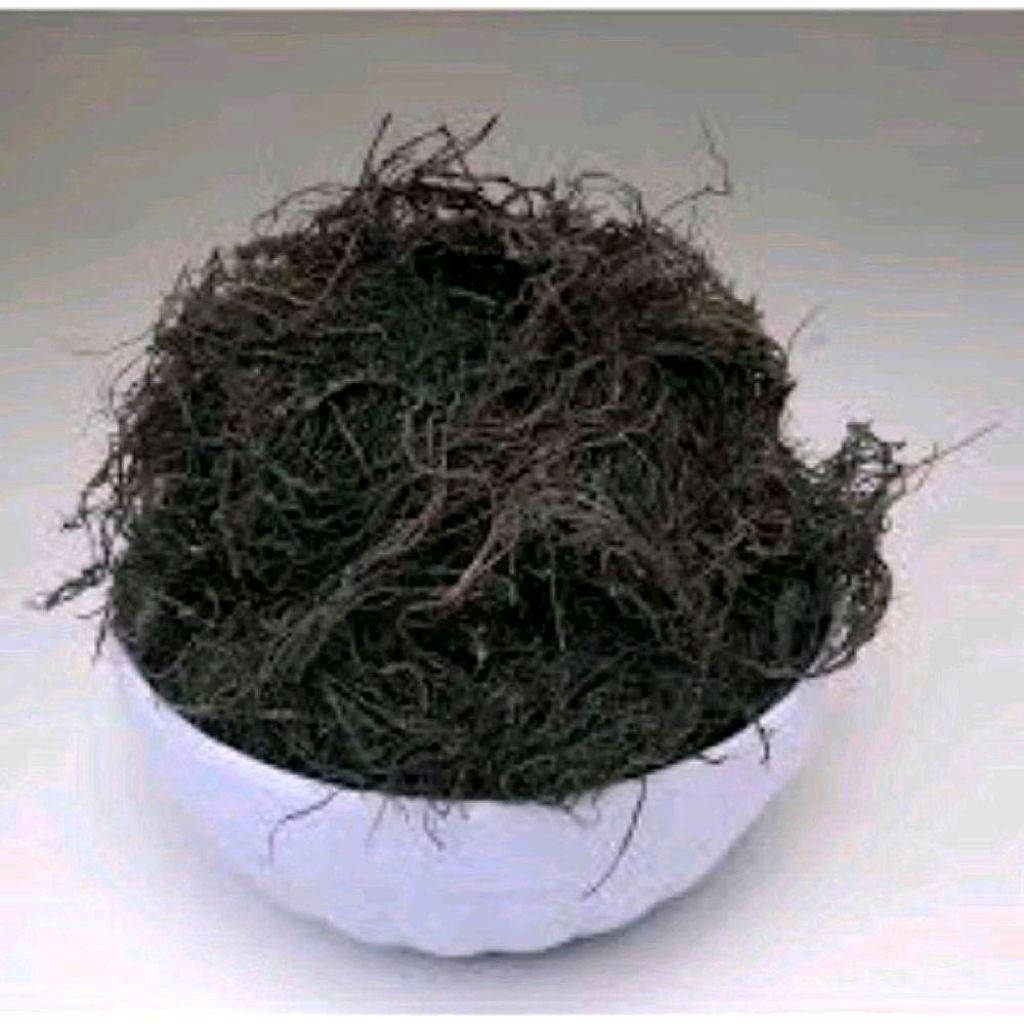 Rumput Laut Gracilaria Kering 250 gr Sumber Utama Agar-Agar Penting Industri Pangan dan Non-Pangan K