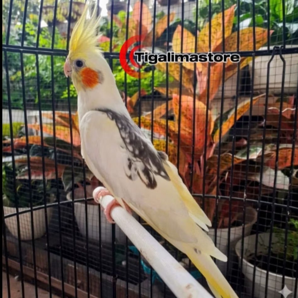 BURUNG FALK PARKIT AUSTRALI BON KUNING