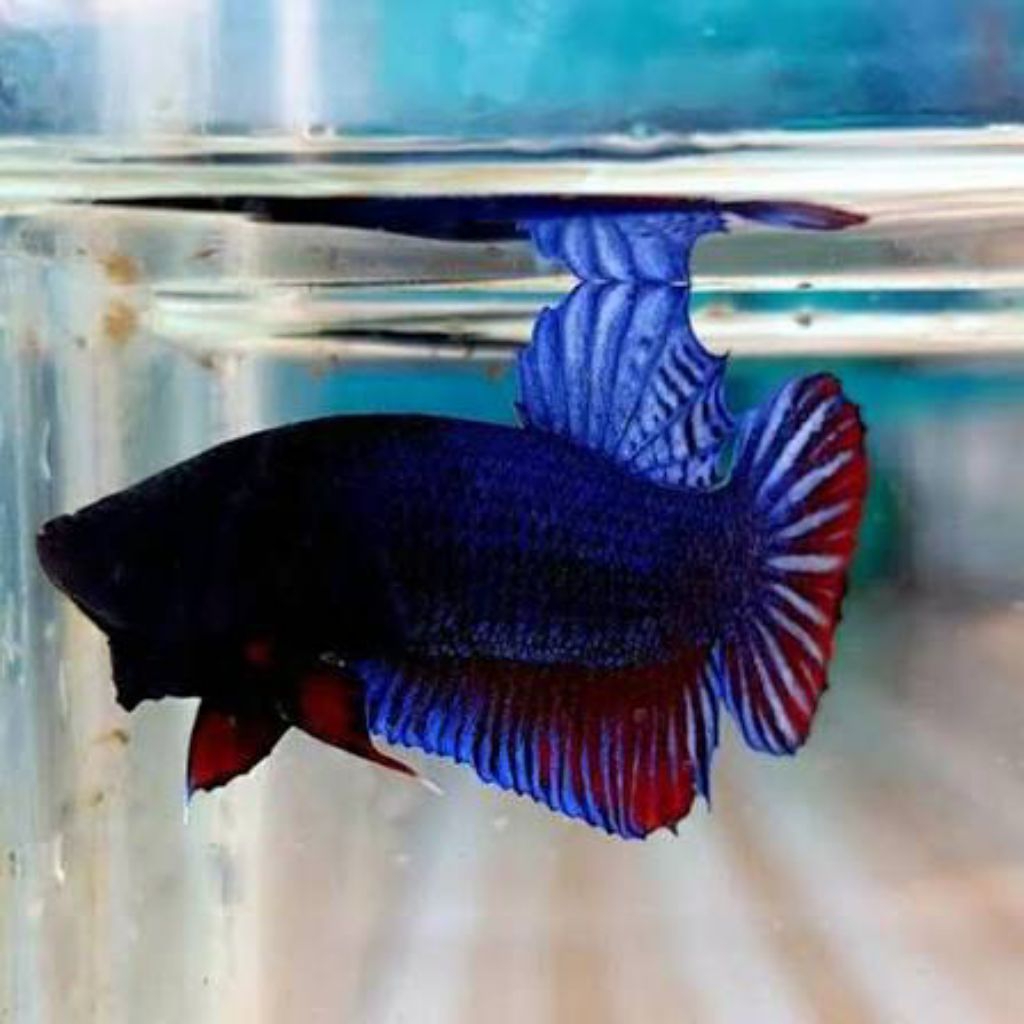 cupang aduan lokal super x mds