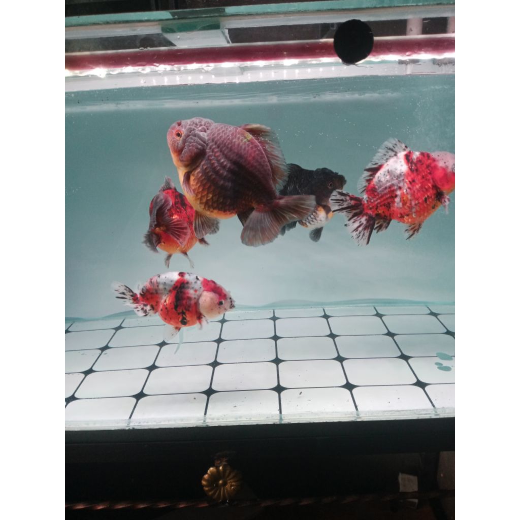 ikan koki Oranda jumbo