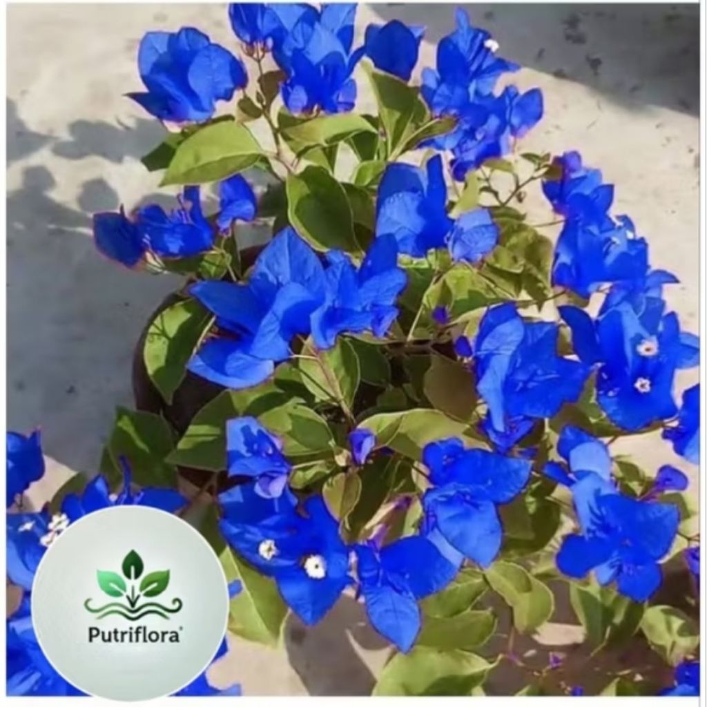 NEW ( BISA COD ) TERMURAH Tanaman Hias Bougenville Bunga Biru - Bibit Bougenville