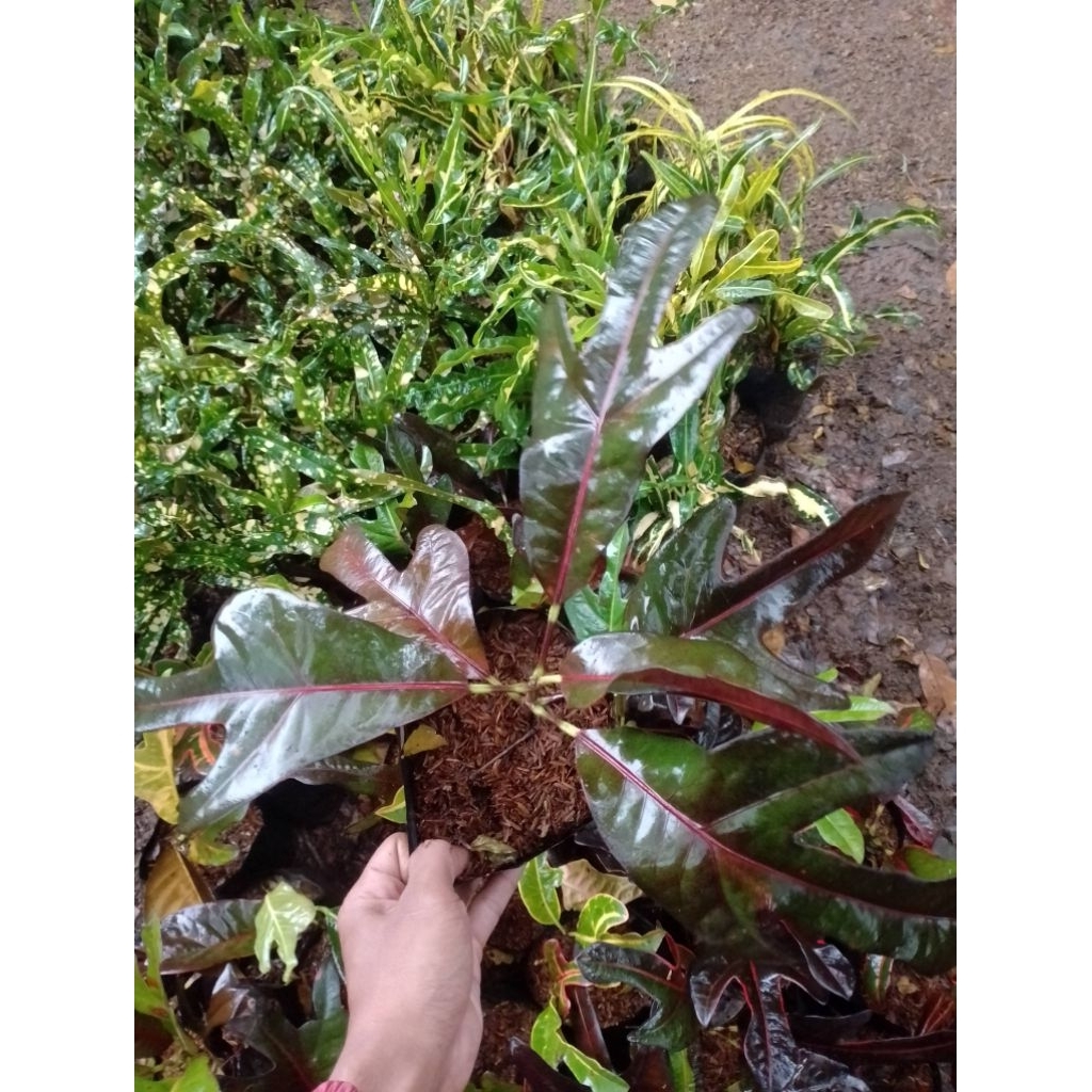 PROMO(BISACOD) Tanaman Hias Puring Mini Berdaun Unik - Jenis jenis Tanaman Hias Puring Mini