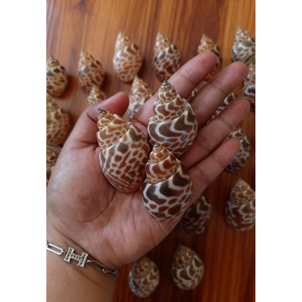 Rumah kelomang keong macan/Cangkang keong macan