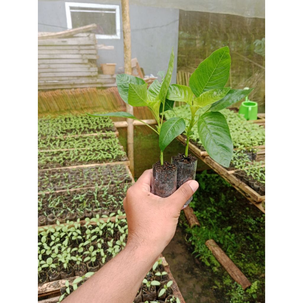 (5 POHON) BIBIT BAYAM PETIK SIAP TANAM - BIBIT BAYAM POTONG SIAP TANAM -BIBIT BAYAM KAMPUNG SIAP TAN